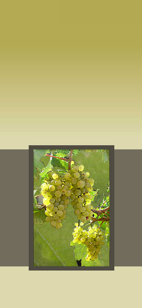 Ravens Croft Grape Vine