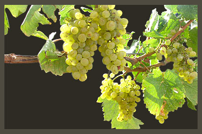 Ravens Croft Wines Grape Vine